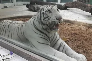 Thảo Cầm Viên: 'Hổ trắng Ngộ Không qua đời sau nhiều nỗ lực cứu chữa'