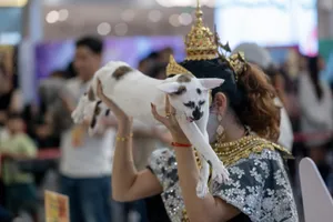 Cuộc thi Hoa hậu mèo quốc tế WCF 2025: Cặp đôi mèo ‘xấu nhất thế giới’ xuất hiện tại TP.HCM