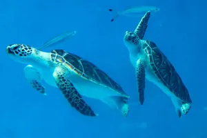 Rùa xanh. Ảnh: GETTY IMAGES