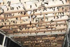 Phát âm thanh dẫn dụ chim yến quá to: Phạt đến 10 triệu đồng