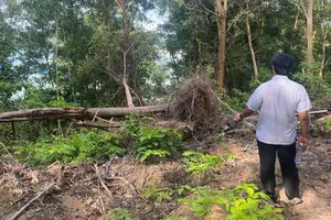 Vụ Công ty Xuân Phúc gặp khó xin làm dự án ở Phú Quốc: Xử nghiêm việc bao chiếm đất rừng 