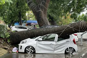 Mưa lớn, cây bật gốc đè ô tô hư hỏng, ai bồi thường?