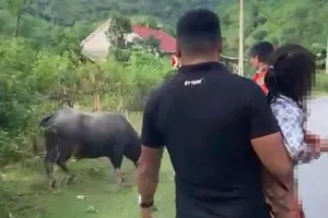 Chủ con trâu húc bé gái 4 tuổi tử vong đối diện với trách nhiệm pháp lý nào?