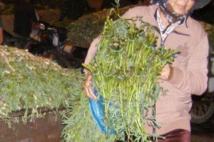Rau nhút, rau răm trồng tại TP.HCM an toàn