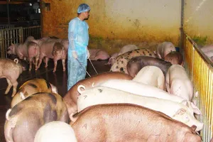 Bác thông tin 'tuồn' heo có chất cấm vào cơ sở giết mổ 