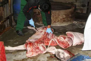 Năm 2016,Chi cục Thú y TP.HCM nhận 75 phản ánh thịt bẩn