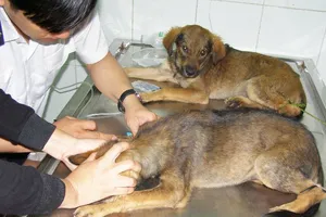 Nam Bộ và Lâm Đồng nhiễm giun đũa chó cao