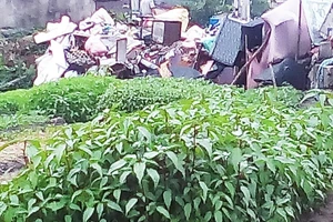 Rau đay cạnh bãi rác nhiễm vi khuẩn gây hại vượt mức