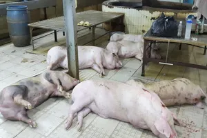 200 con heo bơm nước suýt ra thị trường