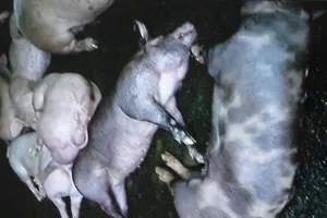 Thêm 200 con heo bị tiêm thuốc an thần