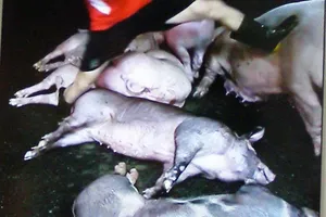 Sát Tết, lại thêm 100 con heo 'dính' thuốc an thần