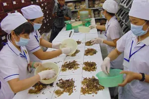 Người nước ngoài muốn được đào tạo về y học cổ truyền