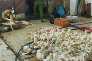 Mổ vịt lậu 'ngon ăn', bị 'vịn' 2 lần vẫn không chừa 