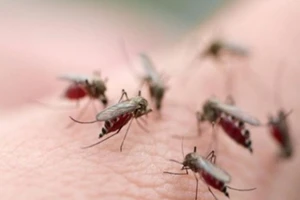 'Muỗi quý tộc' tấn công trên 6.500 dân TP.HCM 