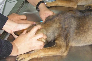 Tai họa vì rửa vết chó cắn bằng nước 