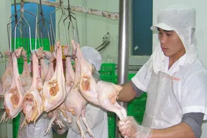  'Quẹt' một cái là ra 'quê quán' con gà