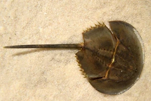 Ban ATTP TP.HCM lo dân ăn so biển vì không biết