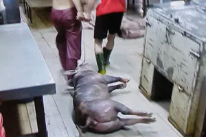 5.000 con heo nghi bị tiêm thuốc an thần trong lò mổ