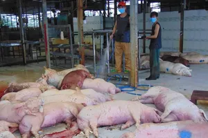 Tiêu hủy hơn 1.300 heo 'an thần' bị lở mồm long móng