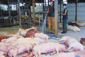 Chủ heo 'dính' thuốc an thần bị đình chỉ 3 tháng/người 