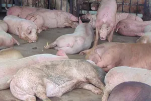 Thêm 70 con heo bị tiêm thuốc an thần