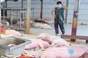 Tiếp tục “truy” trách nhiệm của thú y TP.HCM