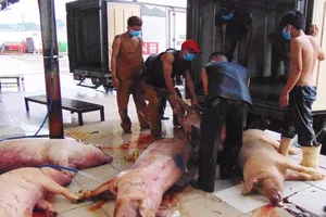 Thông tin mới nhất vụ heo 'dính' thuốc an thần 