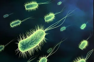 Bún riêu cua chứa E.Coli khiến 38 người nhập viện