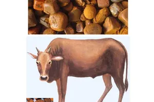 Thực hư sỏi mật trâu, bò trị bách bệnh?