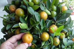 Không nên dùng trái tắc kiểng