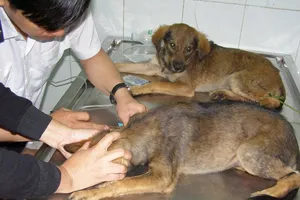 Ở TP.HCM, dân quận 6 bị chó, mèo cắn nhiều nhất