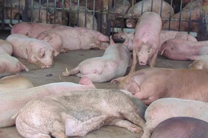 Khó hiểu: Heo dính thuốc an thần, Sở NN&PTNT TP.HCM 'cho qua' 