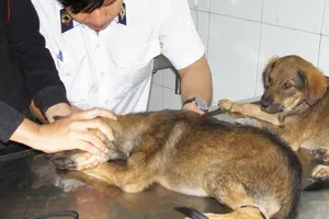 TP.HCM: Quận nào đạt tiêu chí 'vùng an toàn bệnh dại'