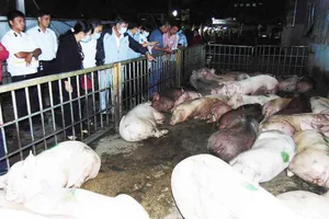 Dịch tả heo châu Phi chưa có vaccine phòng ngừa