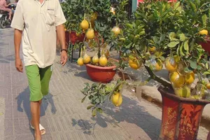 Coi chừng rước bệnh vào thân khi dùng trái kiểng