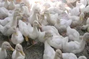 Tuồn 600 con vịt 'dính' cúm gia cầm vào TP.HCM tiêu thụ