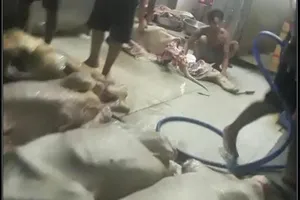 Kiểm tra thịt bẩn chẳng khác gì 'cưỡi ngựa xem hoa'