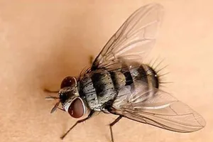 'Sờ gáy' nhà hàng để ruồi bén mảng tới nhà bếp