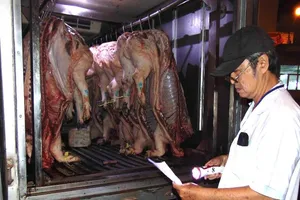 Dịch tả heo châu Phi bùng phát: Lỗi tại ai?