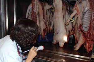 Thịt heo bệnh 'trốn' trong chợ Bình Điền vào 'mùa dịch tả'