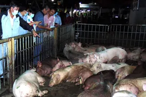 Dồn sức chăm đàn heo giống 'cụ kỵ, ông bà' trong 'mùa dịch tả'