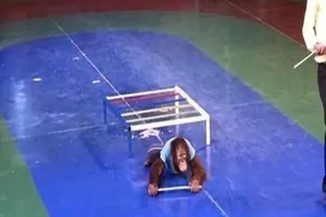 Cá thể đười ươi được khai thác thương mại tại công viên Đầm Sen. Ảnh: Tổ chức Động vật châu Á.