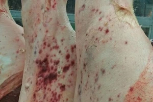 Cấm vô chợ kinh doanh vì liên tiếp 'dính' tới thịt heo bệnh