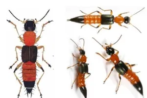 Bị kiến ba khoang đốt khi đang nằm viện