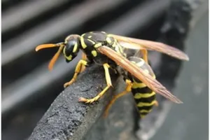 Nhồi máu cơ tim do bị ong vò vẽ tấn công lúc đang làm rẫy