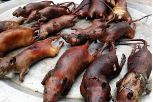 Thịt chuột ngon nhưng có nên ăn?