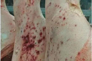 TP.HCM: Xử nghiêm bán thịt heo bệnh ở chợ đầu mối Bình Điền 