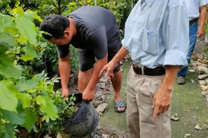 TP.HCM: 11 người tử vong do sốt xuất huyết tính từ đầu năm 2022