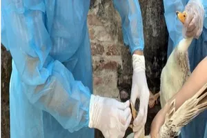 Phú Thọ: 5 mẫu gộp âm tính với virus cúm gia cầm A(H5)