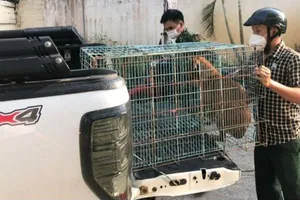 TP.HCM: UBND phường Hiệp Bình Chánh bắt chó chạy rông